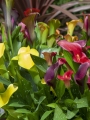 Mixed Callas