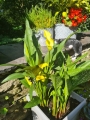 Yellow Calla lily