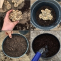 How to plant Calla lilies