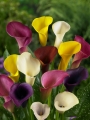Mixed Zantedeschia (Pack of 3 Bulbs) 