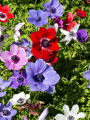 Anemone De Caen Mixed