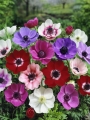 Mixed Anemones