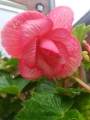 Pink Begonia in pot