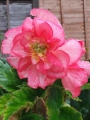 Begonia Double Pink (Pack of 5)
