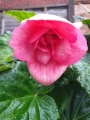 Double Pink Begonia