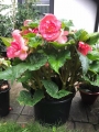 Double Begonia in pot