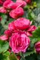 Double Pink Begonia