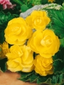 Double Yellow Begonia