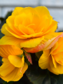 Begonia Double Yellow