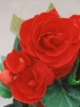Begonia Red
