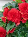 Double Red Begonia 