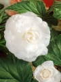 Begonia Double White (Pack of 5)
