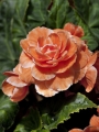 Begonia Double Orange (Pack of 5)
