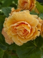 Double Orange Begonia