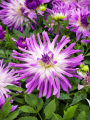 Dahlia Mingus Randy
