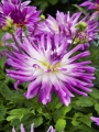 Dahlia Mingus Randy