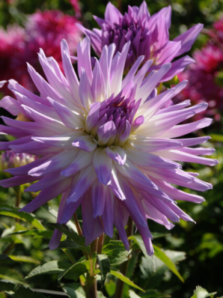 Dahlia 'Mingus Randy' 