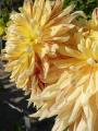 Cambridge Dahlia