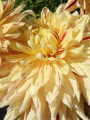 Cambridge Dahlia