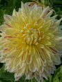 Dahlia 'Cambridge'