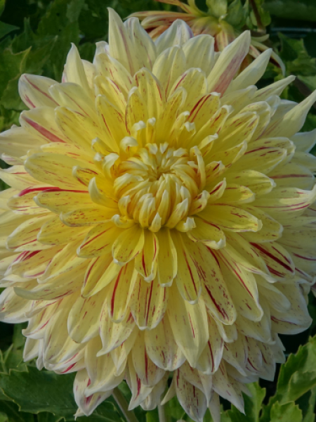 Dahlia 'Cambridge'