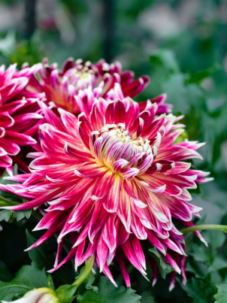 Dahlia 'Akita' 