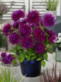 Dahlia 'Purple Gem'