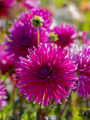 Dahlia 'Purple Gem'