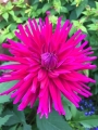 Dahlia Purple Gem