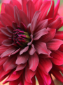 Dahlia Arabian Night