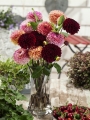 Arabian Night dahlia in vase