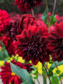 Dahlia Arabian Night