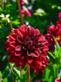 Dahlia Arabian Night