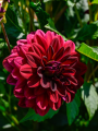 Dahlia 'Arabian Night' 