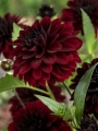 Arabian Night Dahlia