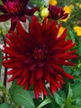 Dahlia 'Chat Noir'