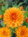 Noordwijks Dahlia