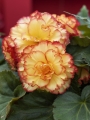 Begonia Picotee Orange (Pack of 5) 