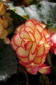 Orange Picotee Begonia