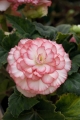 Begonia Picotee Red/White