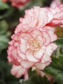 Begonia Picotee Red/White (Pack of 5) 
