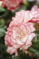 Picotee Red/White Begonia
