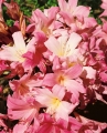 Amaryllis BellaDonna Lily
