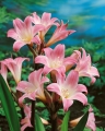 Jersey Lily