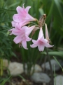 Amaryllis Belladonna (Pack of 3) 
