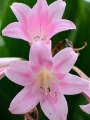 Close Up of Bella Donna
