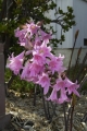 Amaryllis Bella Donna
