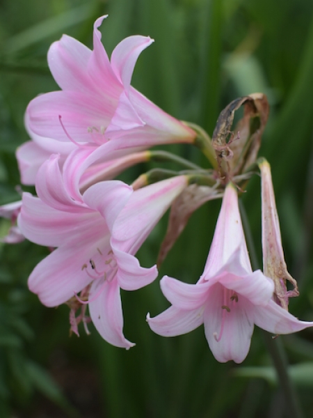Amaryllis belladonna - Striped Pink Hybrids, Naked Ladies 