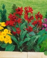 Red Canna Lily