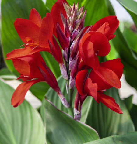 Red Canna (Pack of 3)